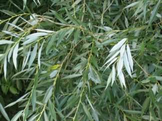 White Willow - Salix alba, species information page