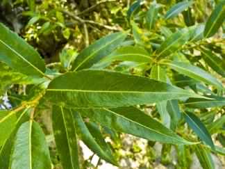 Crack Willow - Salix fragilis, species information page CCASA2.5