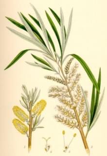 Osier Willow - Salix viminalis, species information page, image is in the public domain