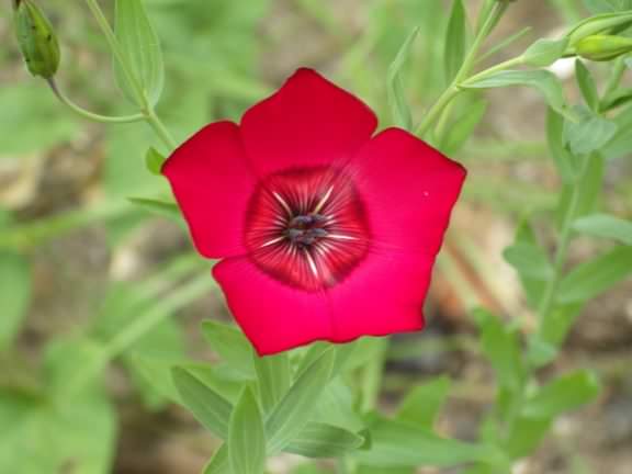 Scarlet Flax - Linum Grandiflorum, click for a larger image