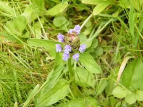 Selfheal - Prunella vulgaris, click for a larger image, licensed for reuse NCSA3.0