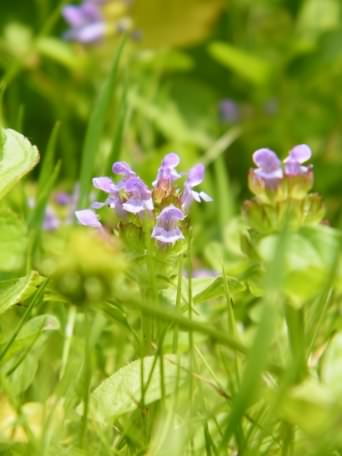 Selfheal - Prunella vulgaris, click for a larger image