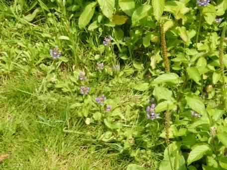 Selfheal - Prunella vulgaris, click for a larger image