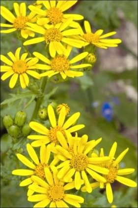 Oxford Ragwort - Senecio squalidus, click for a larger image, licensed for reuse NCSA3.0