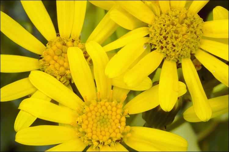 Oxford Ragwort - Senecio squalidus, click for a larger image, licensed for reuse NCSA3.0