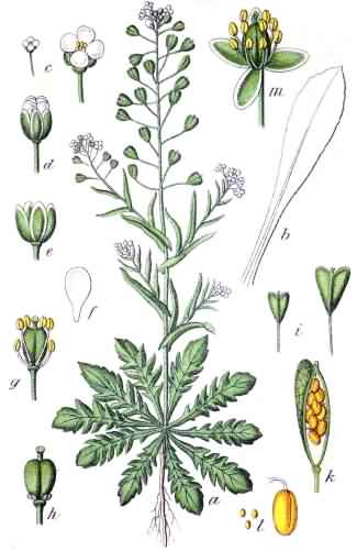 Shepherd's-purse - Capsella bursa-pastoris, click for a larger image, image is in the public domain