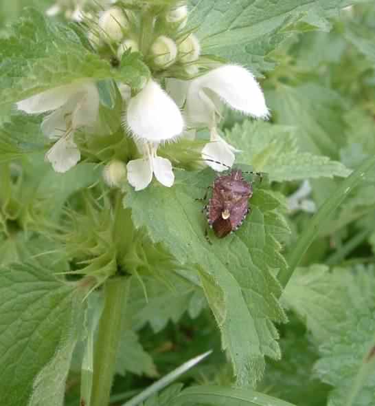 Sloe or Hairy Shieldbug - Dolycoris baccarum, click for a larger image