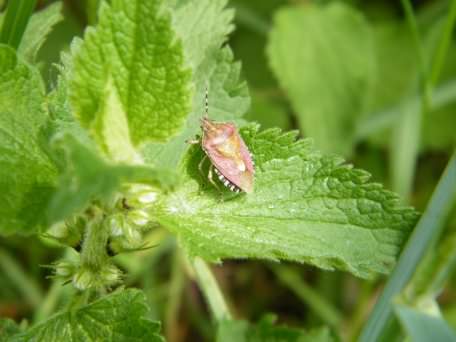 Sloe or Hairy Shieldbug - Dolycoris baccarum, click for a larger image