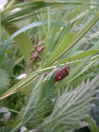 Sloe or Hairy Shieldbug - Dolycoris baccarum at bottom right being hunted by a Nursery Web Spider - Pisaura Mirabilis, click for a larger image
