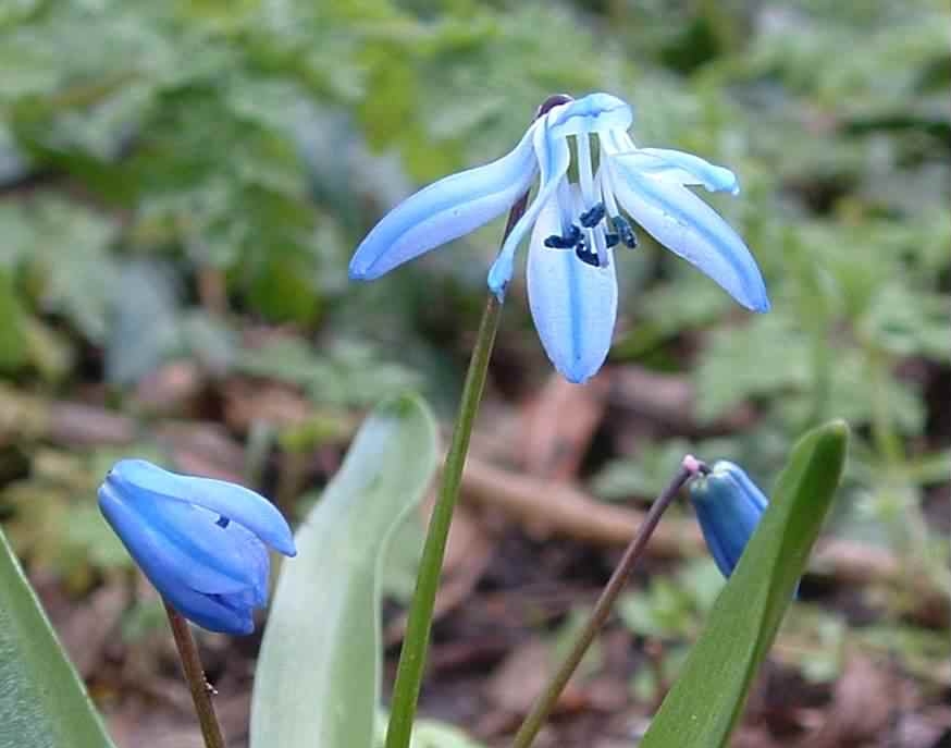 Siberian Squill - Scilla siberica, click for a larger image