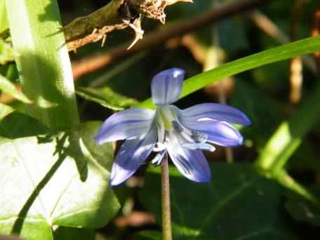 Siberian Squill - Scilla siberica, click for a larger image