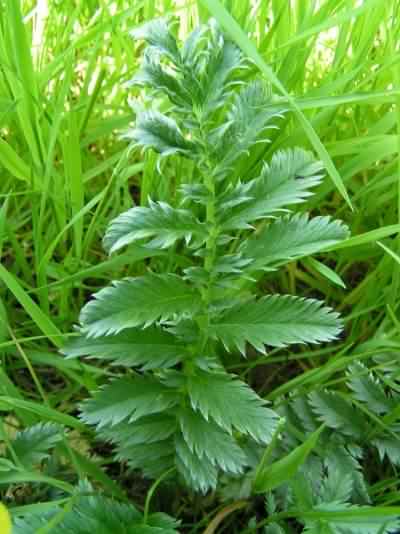 Silverweed - Potentilla anserina, click for a larger image, photo licensed for reuse CCASA3.0