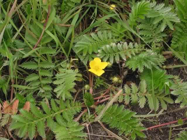 Silverweed - Potentilla anserina, click for a larger image, photo licensed for reuse CCASA3.0