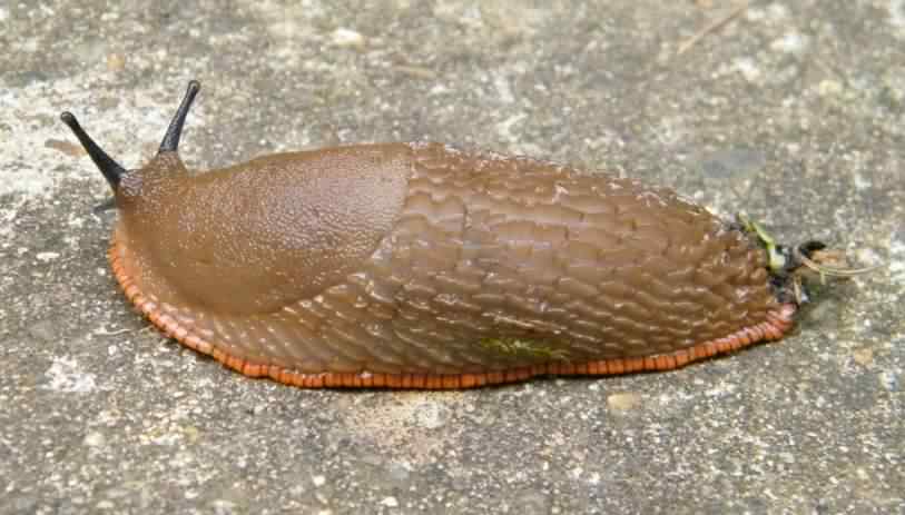 European Red Slug - Arion ater rufus, click for a larger image