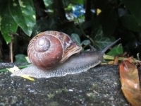 Garden Snail - Helix aspersa, click for a larger image, photo licensed for reuse CCANC4.0