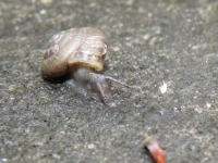 Strawberry Snail - Trochulus striolatus, species information page, photo licensed for reuse CCANC4.0
