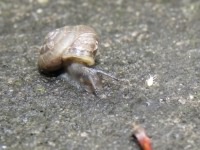 Strawberry Snail - Trochulus striolatus, click for a larger image, photo licensed for reuse CCANC4.0