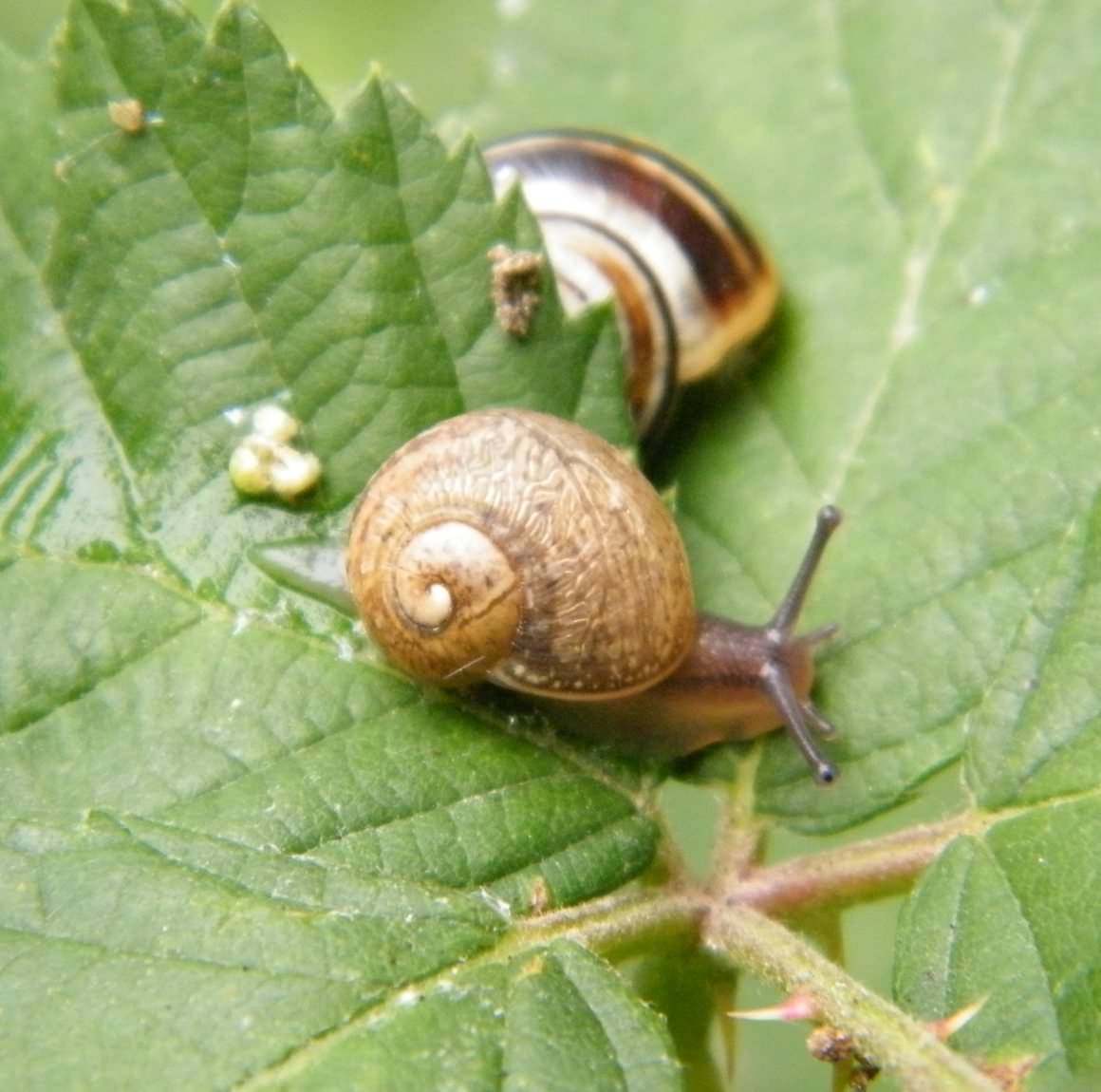 White Lipped Snail Cepaea Hortensis Species Information Page