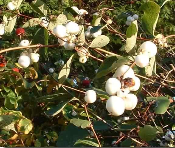Snowberry - Symphoricarpos albus