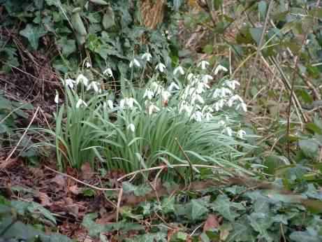 Snowdrop - Galanthus nivalis, click for a larger image