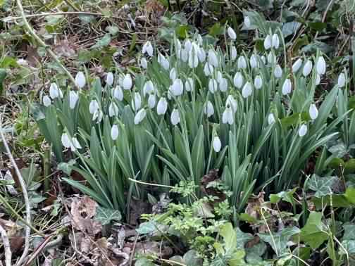 Snowdrop - Galanthus nivalis, click for a larger image