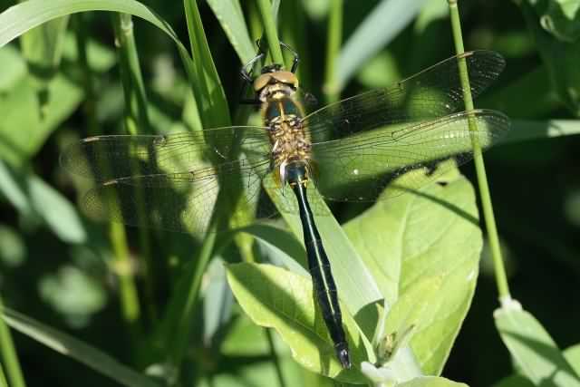 Brilliant Emerald - Somatochlora metallica, species information page, photo licensed for reuse CCASA3.0