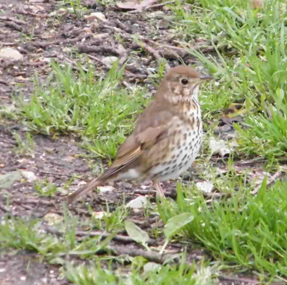 Song Thrush - Turdus philomelos, click for a larger image