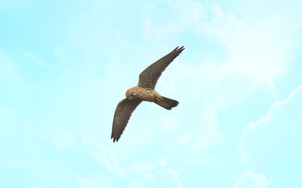 Sparrowhawk - Accipiter nisus, click for a larger image, ©2020 Colin Varndell, used with permission