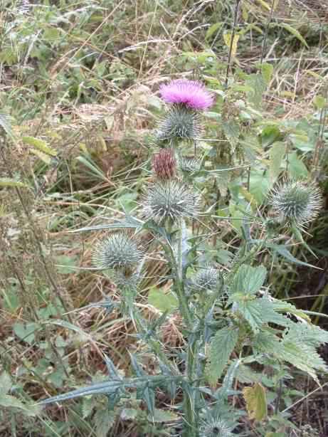 Spear Thistle - Cirsium vulgare, click for a larger image