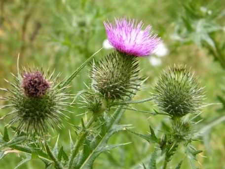 Spear Thistle - Cirsium vulgare, click for a larger image