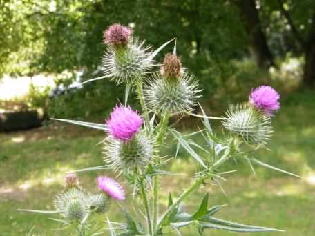 Spear Thistle - Cirsium vulgare, species information page