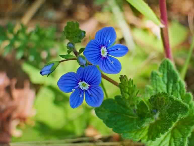 Germander Speedwell - Veronica chamaedrys, click for a larger image, photo licensed for reuse CCASA4.0