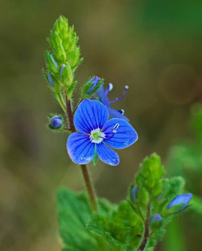 Germander Speedwell - Veronica chamaedrys, click for a larger image, photo licensed for reuse CCASA4.0