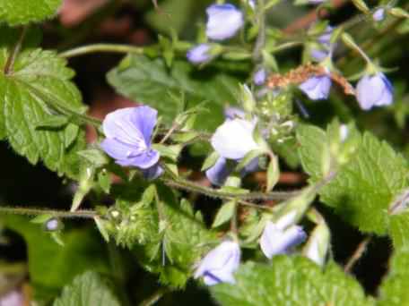 Germander Speedwell - Veronica chamaedrys, click for a larger image