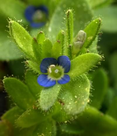 Wall Speedwell - Veronica arvensis, click for a larger image, licensed for reuse CCASA3.0