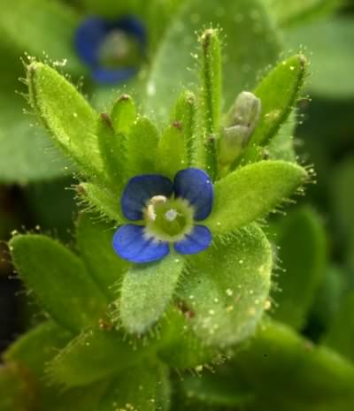 Wall Speedwell - Veronica arvensis, species information page