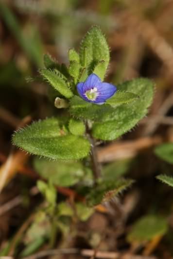 Wall Speedwell - Veronica arvensis, click for a larger image, photo licensed for reuse CCASA3.0