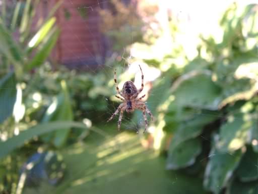 European Garden Spider - Araneus diadematus, click for a larger image