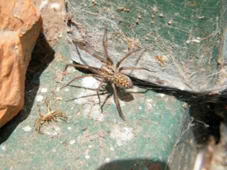 European House Spider - Tegenaria domestica, click for a larger image