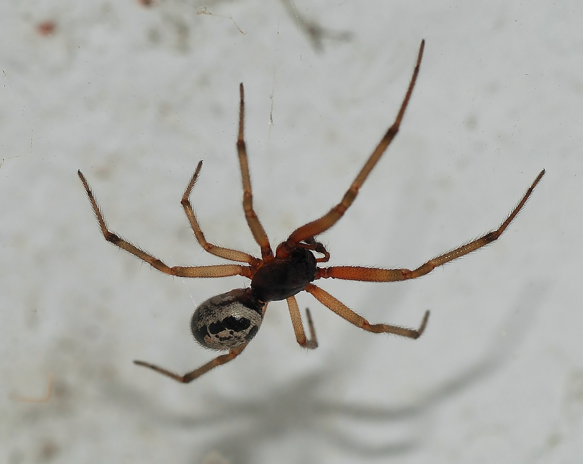 False Widow Spider Steatoda Nobilis Species Information Page Also Known As Noble False Widow