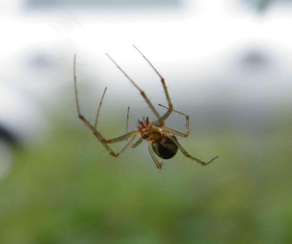 False Widow Spider - Steatoda nobilis, species information page
