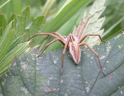 Nursery Web Spider - Pisaura mirabilis, click for a larger image