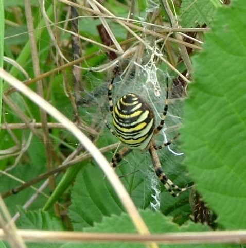 Wasp Spider - Argiope bruennichi, click for a larger photo