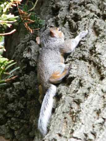 A baby Grey Squirrel - Sciurus carolinensis, click for a larger image