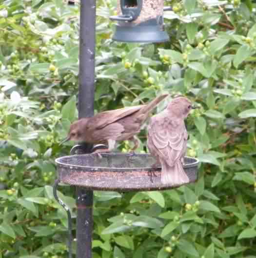 Young Starlings - Sturnus vulgaris, click for a larger image