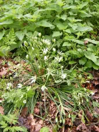 Star of Bethlehem - Ornithogalum umbellatum, click for a larger image