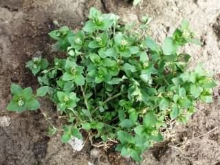 Chickweed - Stellaria media, click for a larger image, photo licensed for reuse CCASA3.0