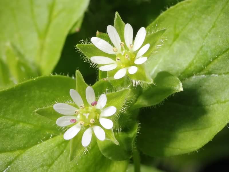 Chickweed - Stellaria media, click for a larger image, photo licensed for reuse CCASA3.0