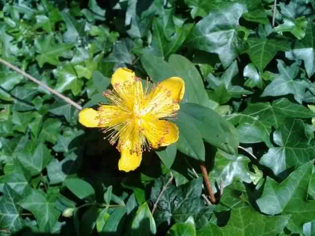 Great St. Johns Wort- Hypericum calycinum, click for a larger image