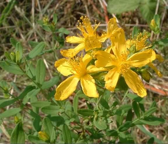 St John's Wort - Hypericum perforatum flowers and leaves, click for a larger image
